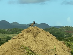 Francolinus francolinus