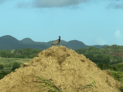 Francolinus francolinus