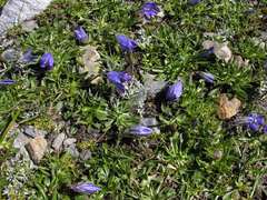 Campanula tridentata biebersteiniana