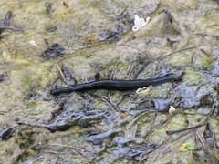 Haemopis sanguisuga