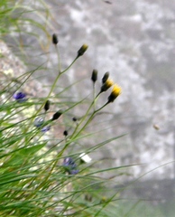Crepis conyzifolia