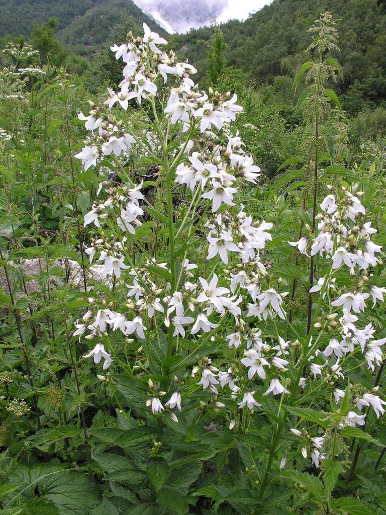 Milky Bellflower