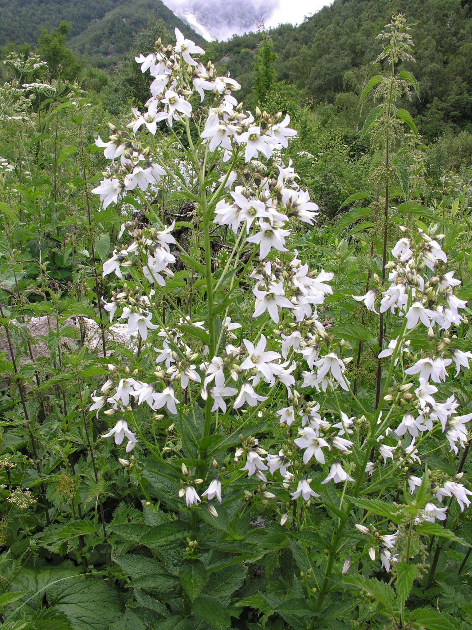 Campanula lactiflora