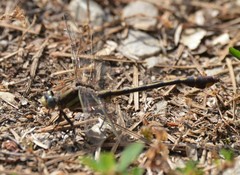 Gomphurus