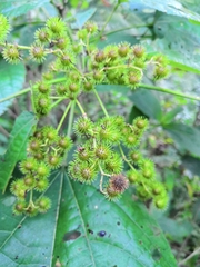 Triumfetta paniculata