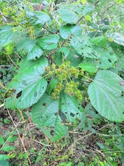Triumfetta paniculata