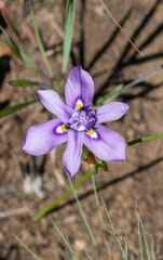 Moraea inclinata