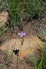 Moraea inclinata