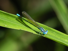 Argia rhoadsi