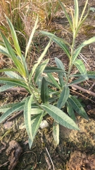 Pterocaulon virgatum