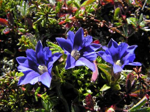 Gentiana dshimilensis