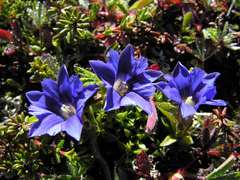 Gentiana dshimilensis