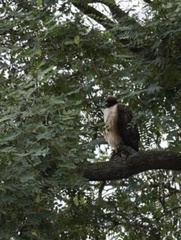 Buteo jamaicensis