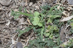 Lepidium strictum