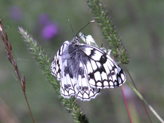 Melanargia russiae