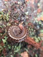 Cleidogona
