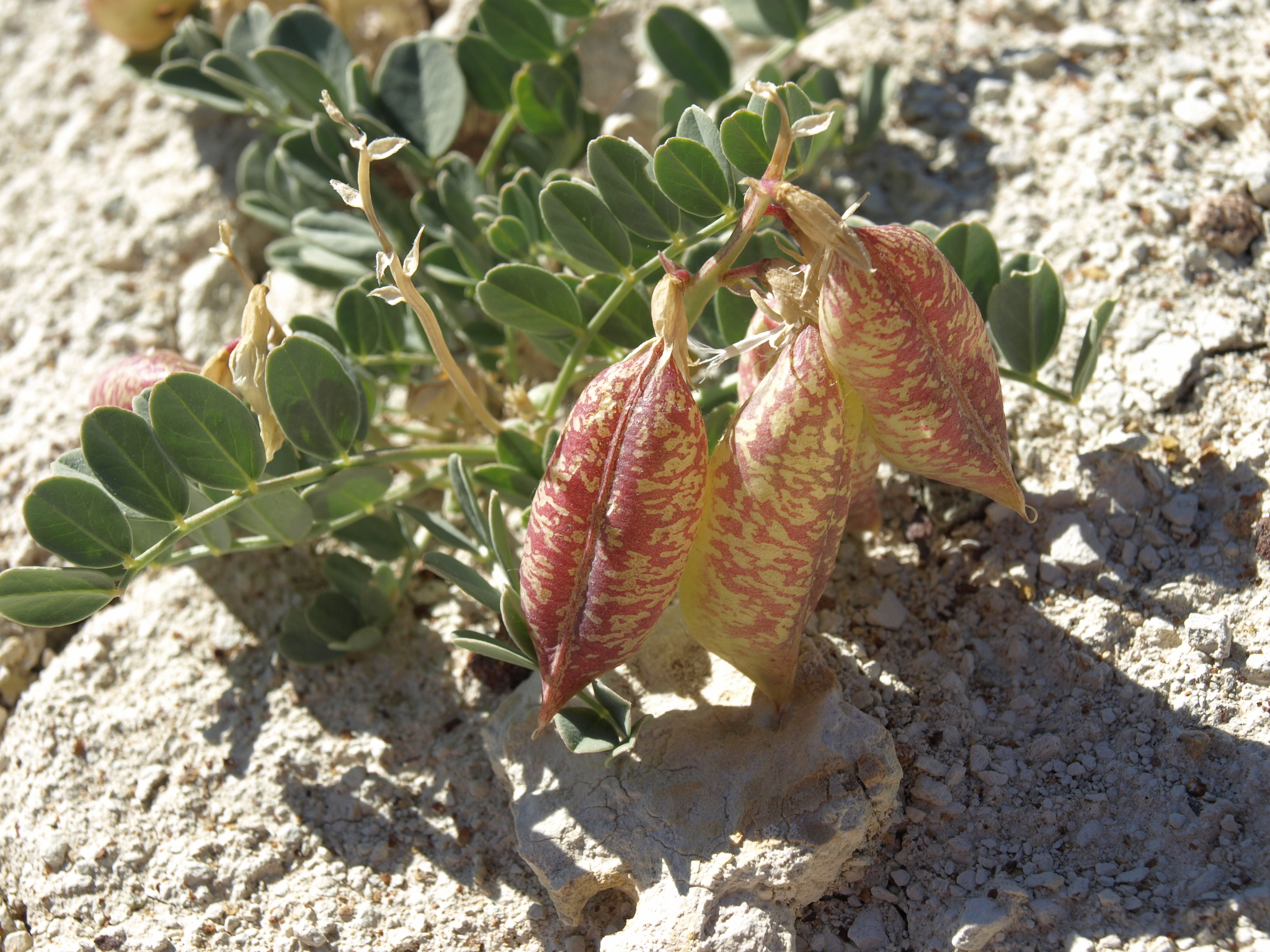 Astragalus oophorus var. lavinii