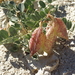 Astragalus oophorus lavinii - Photo (c) Jim Morefield，保留部份權利CC BY