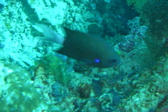 Pycnochromis caudalis