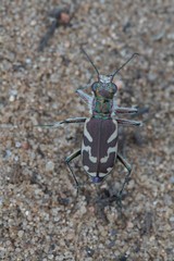 Cicindela lengi versuta