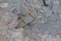 Amblyeleotris randalli