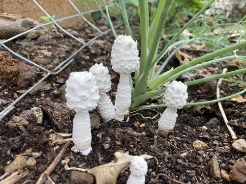 white chalk mushroom