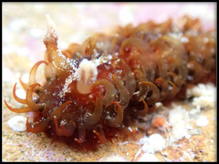 Madrella ferruginosa