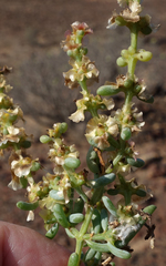Salsola divaricata
