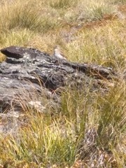 Anthus novaeseelandiae