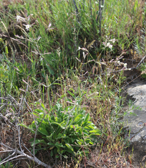 Silene italica