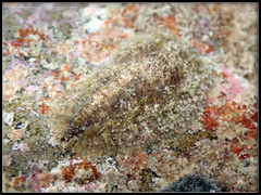 Dolabrifera dolabrifera