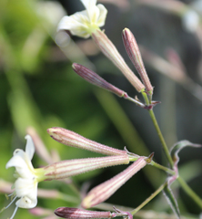 Silene italica