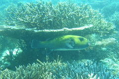 Arothron caeruleopunctatus