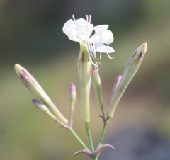 Silene italica