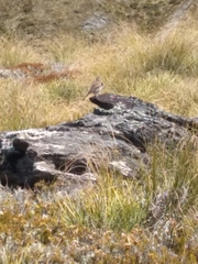 Anthus novaeseelandiae