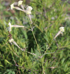 Silene italica