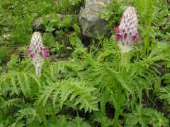 Pedicularis panjutinii