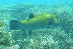 Arothron caeruleopunctatus