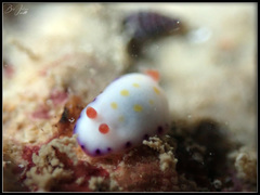 Goniobranchus aureopurpureus