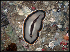 Callioplana marginata