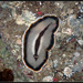 Distinctive Margin Flatworm - Photo (c) Johan Bas, some rights reserved (CC BY-NC), uploaded by Johan Bas