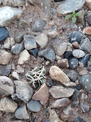 Pediocactus peeblesianus peeblesianus