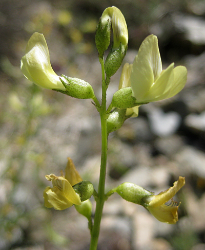 Astragalus tricarinatus