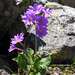 Primula amoena - Photo (c) Eugene Popov, algunos derechos reservados (CC BY), subido por Eugene Popov
