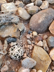 Pediocactus peeblesianus peeblesianus