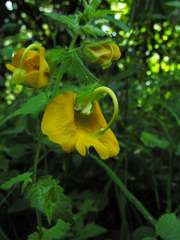 Rhynchocorys orientalis