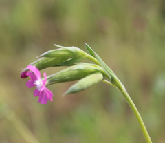 Silene subconica