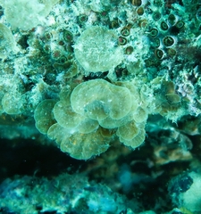 Distromium flabellatum