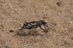 Cicindela lengi versuta