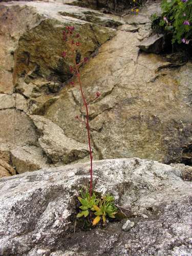 Saxifraga kolenatiana, photograph 5